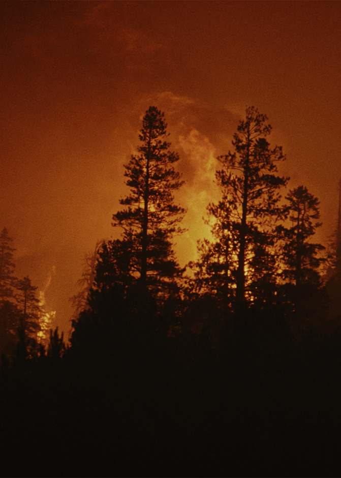 Trees with a fiery background